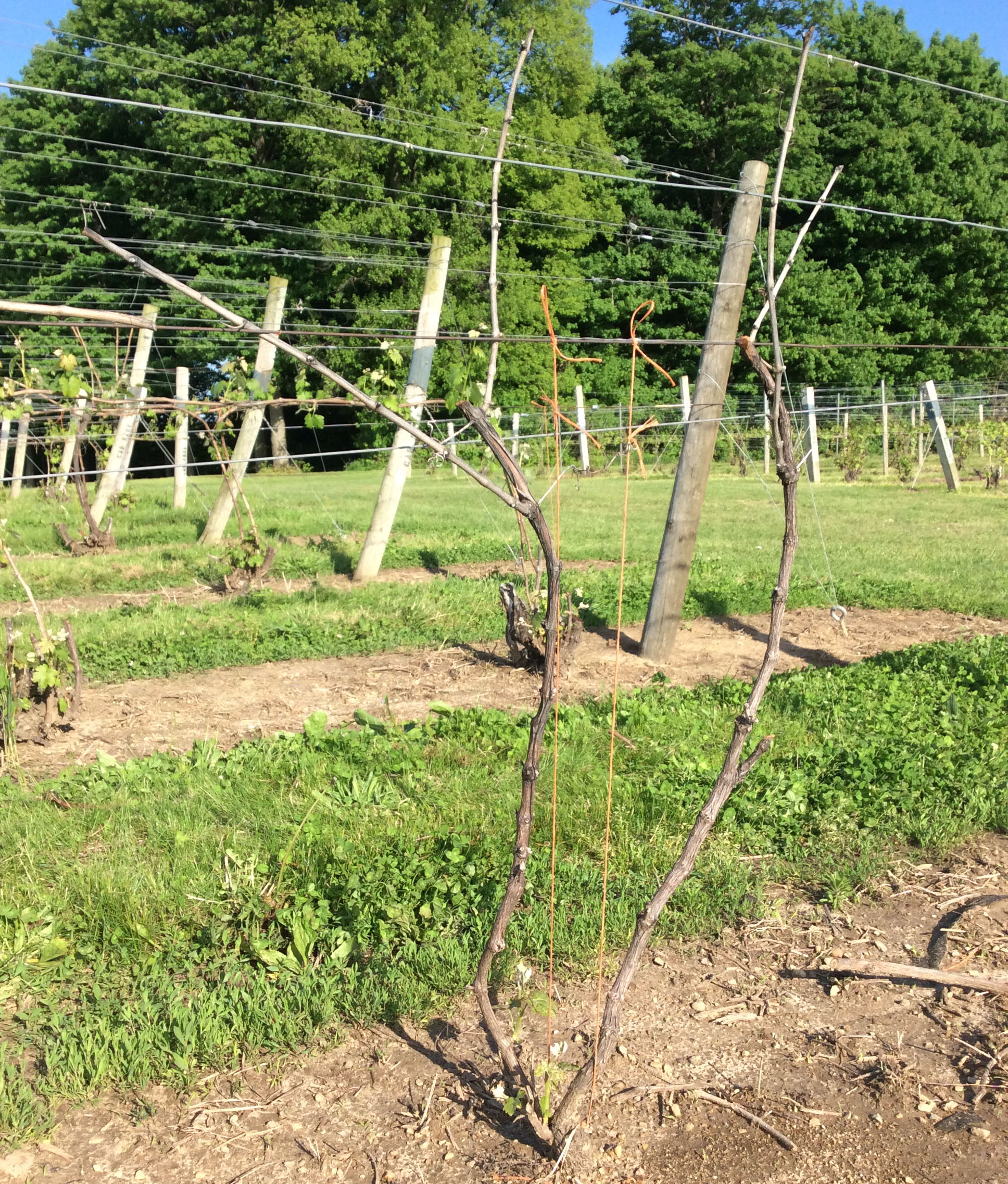 Severely damaged grapevine